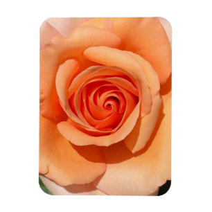 Peach-Rose Magnet