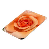 Peach-Rose Magnet (Linke Seite)