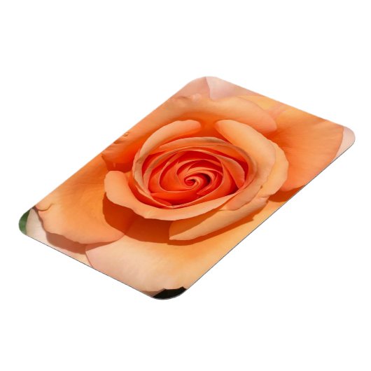 Peach-Rose Magnet (Linke Seite)