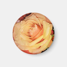 Peach Rose Magnet für Ihren Kühlschrank oder Ihr G