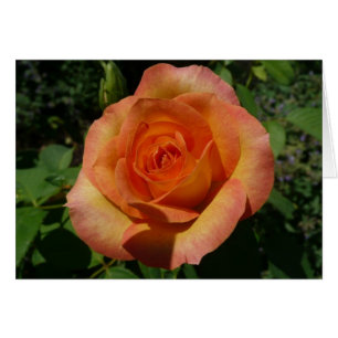 Peach Rose Orange Floral Fotografie