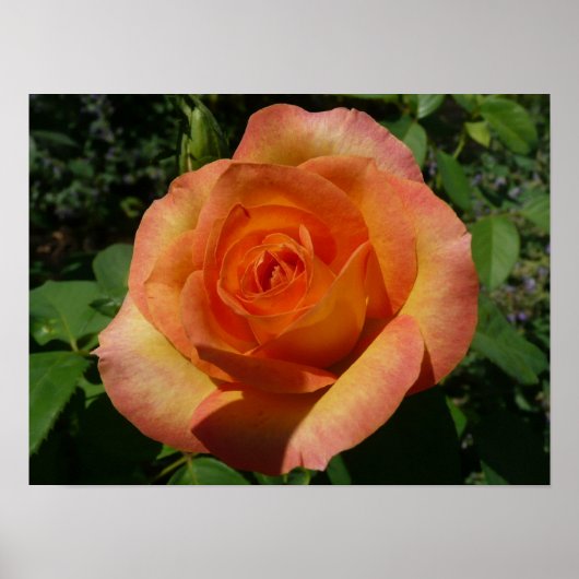 Peach Rose Orange Floral Fotografie Poster (Vorne)