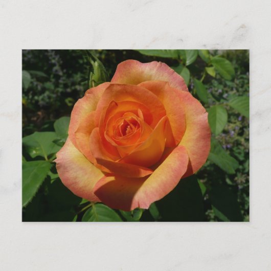 Peach Rose Orange Floral Fotografie Postkarte (Vorderseite)