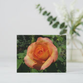 Peach Rose Orange Floral Fotografie Postkarte (Stehend Vorderseite)