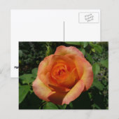 Peach Rose Orange Floral Fotografie Postkarte (Vorne/Hinten)