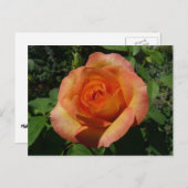 Peach Rose Orange Floral Fotografie Postkarte (Vorne/Hinten)