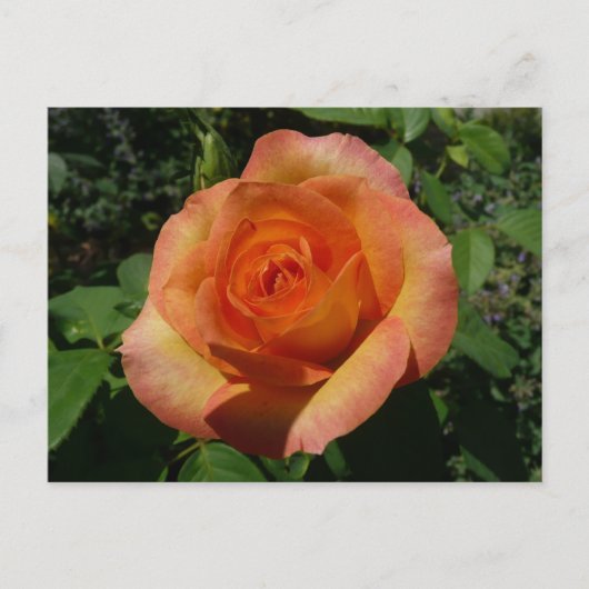 Peach Rose Orange Floral Fotografie Postkarte (Vorderseite)