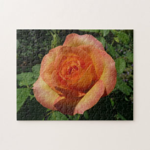 Peach Rose Orange Floral Fotografie Puzzle