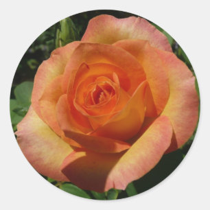 Peach Rose Orange Floral Fotografie Runder Aufkleber