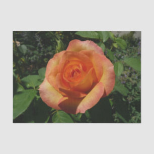 Peach Rose Orange Floral Fotografie Seidenpapier