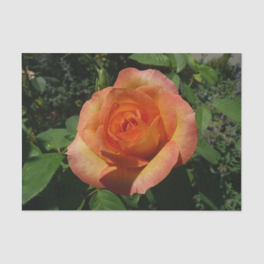 Peach Rose Orange Floral Fotografie Seidenpapier (Vorderseite)