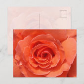 Peach Rose Postcard Postkarte (Vorne/Hinten)