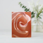Peach Rose Postcard Postkarte (Stehend Vorderseite)