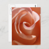 Peach Rose Postcard Postkarte (Vorne/Hinten)