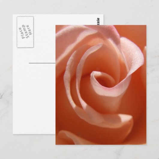 Peach Rose Postcard Postkarte (Vorne/Hinten)