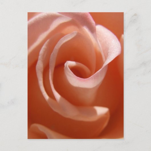 Peach Rose Postcard Postkarte (Vorderseite)