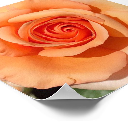 Peach-Rose Poster (Ecke)