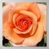 Peach-Rose Poster (Vorne)