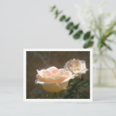 Peach-Rose Postkarte (Stehend Vorderseite)