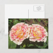 Peach Rose Postkarte (Vorne/Hinten)