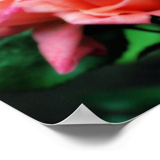 Peach Rose Trio Blume Poster (Ecke)