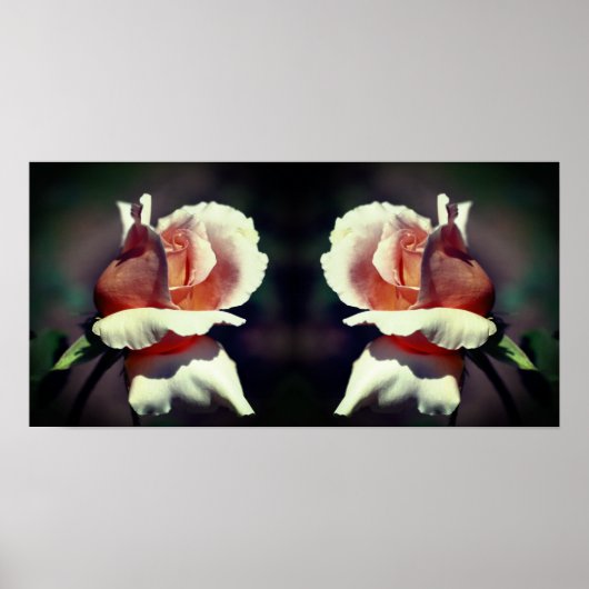 Peach Rosenknospe Blume Nah Up Mirror Abstrakt Poster (Vorne)