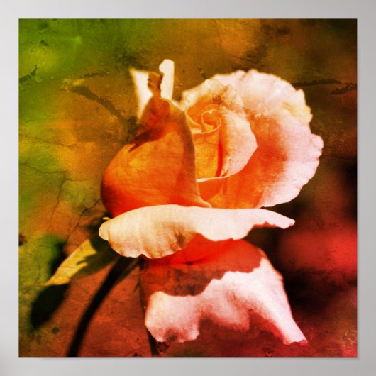 Peach Rosenknospe Blume Nahe Kunst Poster (Vorne)