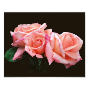 Peach Rosenknospe Trio 8x10 Fotodruck