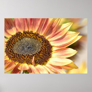 Peach Sunflower Poster