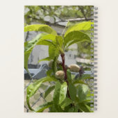 Peach Tree Bullet Journal Notizblock (Rückseite)