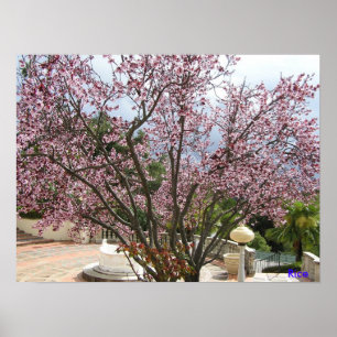 Peach Tree in bloom - Schloss Hearst 2005 Poster