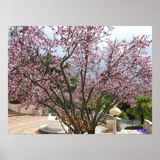 Peach Tree in bloom - Schloss Hearst 2005 Poster (Vorne)