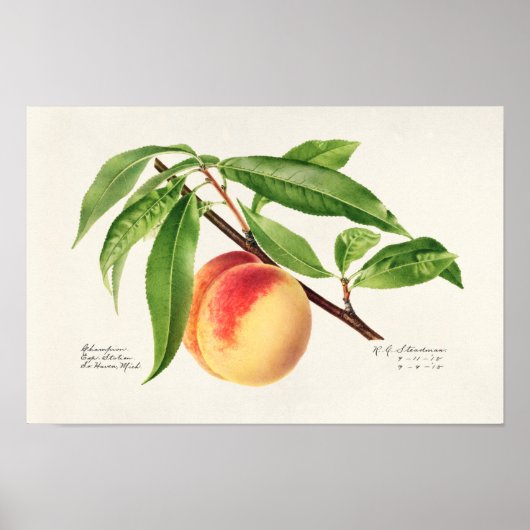 Peach Twig (Prunus Persica) Obstmalerei Poster (Vorne)