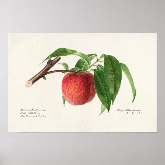 Peach Twig (Prunus Persica) Obstmalerei Poster (Vorne)