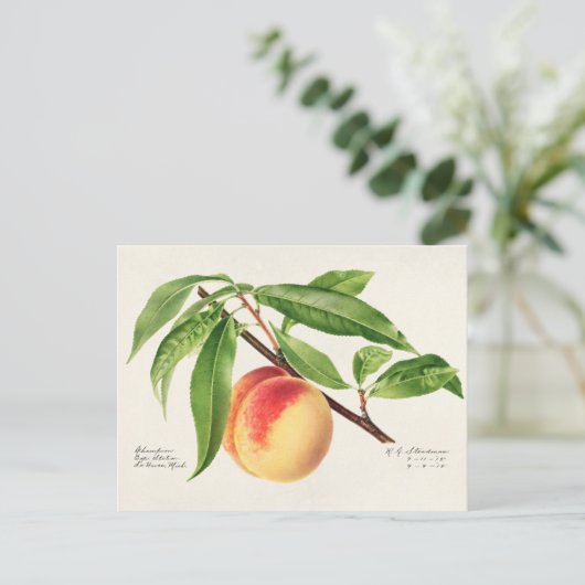 Peach Twig (Prunus Persica) Obstmalerei Postkarte (Stehend Vorderseite)