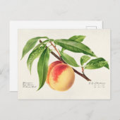 Peach Twig (Prunus Persica) Obstmalerei Postkarte (Vorne/Hinten)