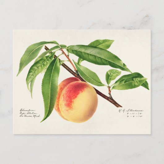 Peach Twig (Prunus Persica) Obstmalerei Postkarte (Vorderseite)