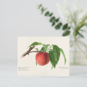 Peach Twig (Prunus Persica) Obstmalerei Postkarte (Stehend Vorderseite)
