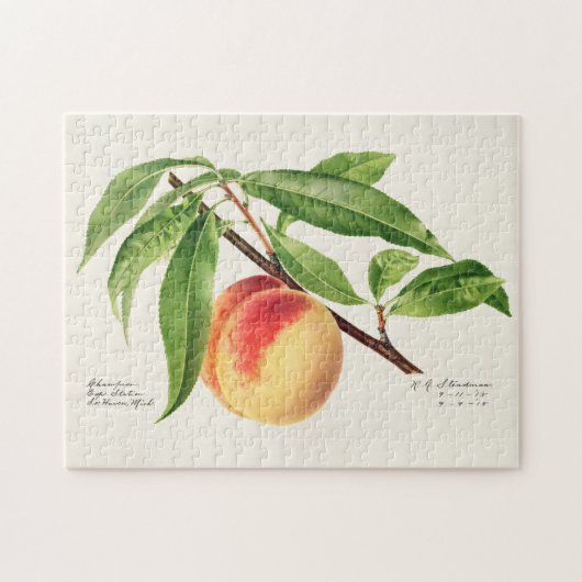 Peach Twig (Prunus Persica) Obstmalerei Puzzle (Horizontal)