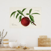 Peach twig (Prunus persica) von Royal Charles Stea Poster (Küche)