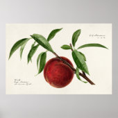Peach twig (Prunus persica) von Royal Charles Stea Poster (Vorne)