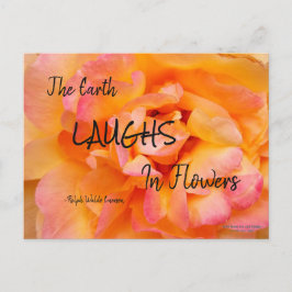 Peach Yellow Pink Blend Rose Blume Foto Postkarte