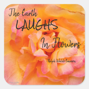 Peach Yellow Pink Blend Rose Blume Foto Quadratischer Aufkleber