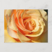Peach Yellow Rose Postkarte (Vorderseite)