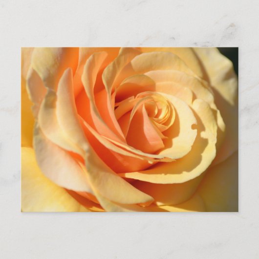 Peach Yellow Rose Postkarte (Vorderseite)