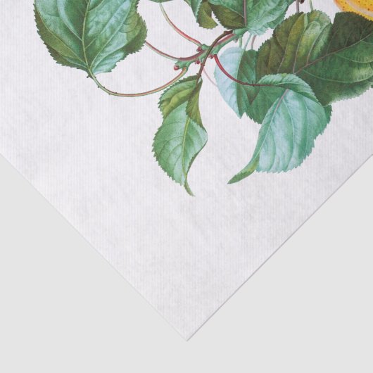 Peaches an einer Zweigniederlassung Seidenpapier (Ausschnitt)