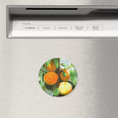 PEACHES MAGNET (In Situ (Geschirrspüler))