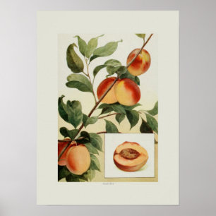 Peaches Poster