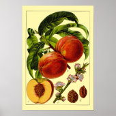 Peaches Vintage 1796 Botanical Art Poster (Vorne)