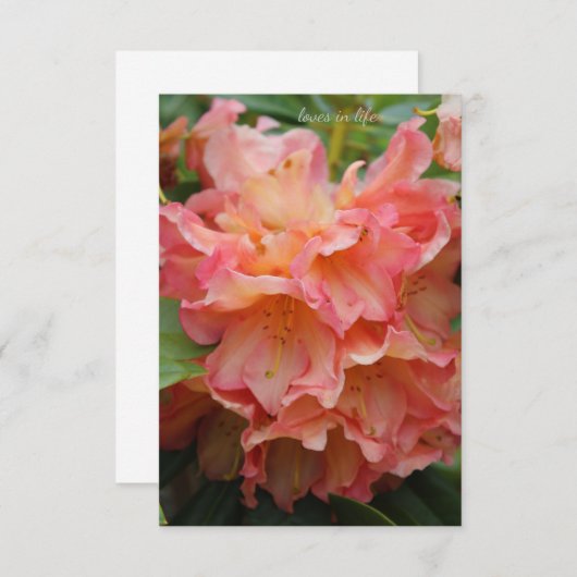 Peachy Colored Rhododendron Mitteilungskarte (Vorne/Hinten)